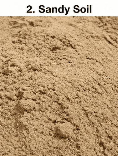 Sandy Soil